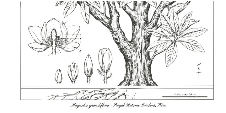 Technical Botanical Pen Ink Magnolia-Scientific Kew Botanical Bark Cross-Section Bloom Bud Root Scale Bar Specimen Label-Fine Art