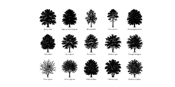Fine Line Botanical Survey Tree Sheet-15 Species Oak Beech Birch Pine Chestnut Lime Maple Cherry Elder Hawthorn Dogwood Hazel-Survey Art