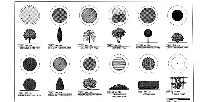 Architectural Landscape Specification Tree Drawings-Plan View Elevation Scale Bar Hatch Canopy Root Zone Fastigiate Weeping Clipped-Technical Art