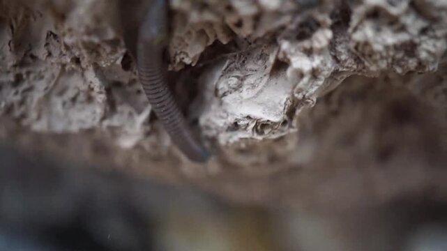 Millipede moving on soil surface, crawling motion macro close-up in natural habitat