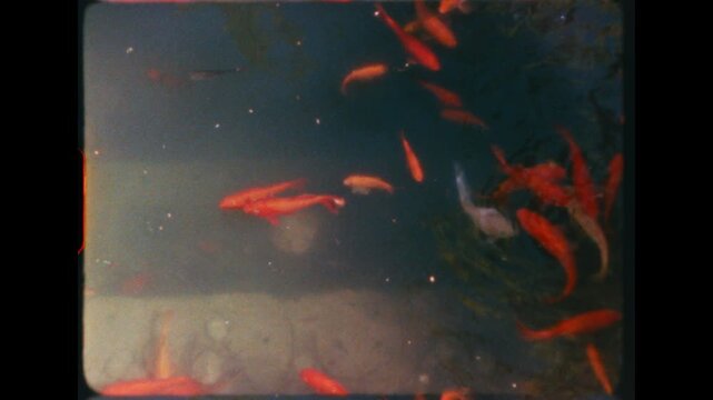 Orange goldfish and white koi fish swimming in clear shallow pond with stone edge, vintage super 8 film grain and characteristic retro color rendering