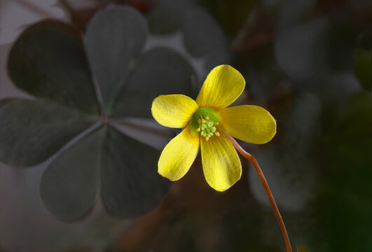 Oxalide cornicul&eacute;e ou Oxalis cornicul&eacute; (Oxalis corniculata)