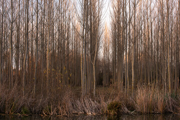 Fototapeta premium In winter, a dense, deciduous grove of trees along the water's edge, and a view stretching into the woods.