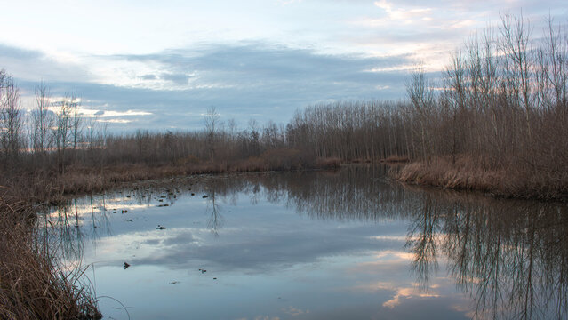 A view of a wetland in winter, where the reflection of the sky falls on the water's surface, along with dry grass.