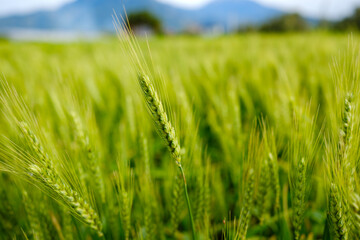 Fototapeta premium Low angled shallow depth of field shot capturing young vibrant green wheat spikes swaying gently in the breeze creating a beautifully dreamy and soft agricultural background