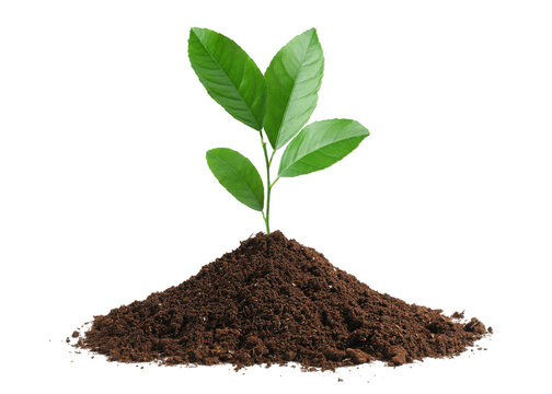 Green sprout of citrus plant growing in soil against white background