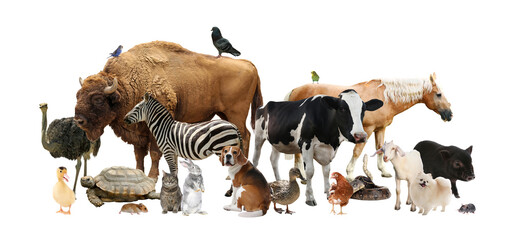Obraz premium Group of different animals on transparent background