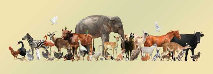 Fototapeta premium Group of different animals on dark beige background