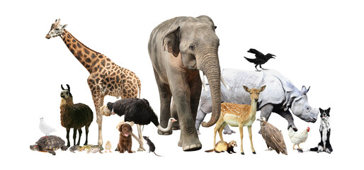 Fototapeta premium Group of different animals on transparent background