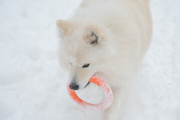 Fototapeta premium A Samoyed dog plays with a puller on a winter walk.