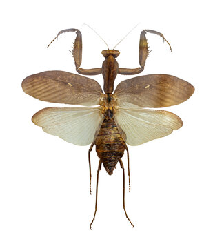Giant Dry Tropical Mantis insect Sphodromantis lineola with spread wings isolated on transparent with clipping path. Collection insects. Mantidae. Entomology.