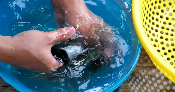 Squid cleaning and preparation by hand with ink release washing in blue basin and draining in yellow colander showing traditional Asian seafood process
