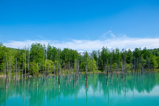 北海道 美瑛 白金青い池 神秘的なコバルトブルーと立ち枯れのカラマツ(Mysterious cobalt blue Shirogane Blue Pond and withered larch trees in Biei)