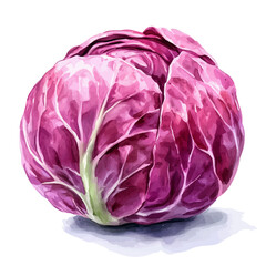 Obraz premium watercolor graphic of Red Cabbage illustration, isolated on a white background.