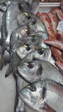 Fresh seabream fish (Diplodus vulgaris) on ice at local seafood market. Close up of raw fish with shiny scales and natural texture. Healthy food, fresh catch, commercial fishing, Mediterranean cuisine