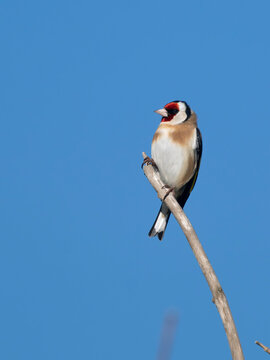 Goldfinch, Carduelis carduelis