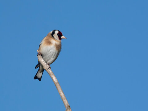 Goldfinch, Carduelis carduelis