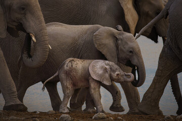 Elephant family at the watering hole in Namibia  © Sophie