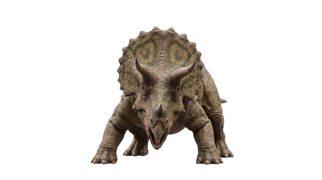 Triceratops dinosaur lunging forward, mouth open