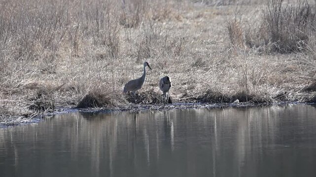 Two Sandhill Cranes in the Pond