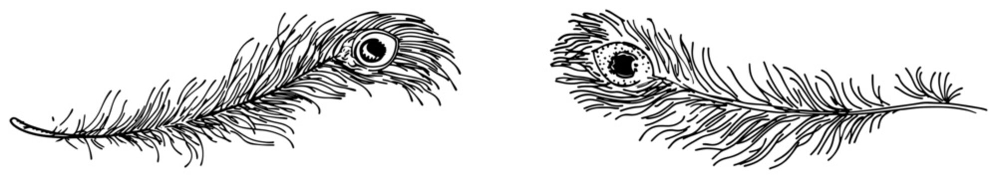 Peacock feathers with detailed eye pattern isolated on white background vintage engraving style