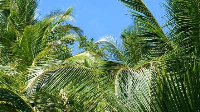 CLOSE UP: Lush foliage of coconut palm trees sway in gentle wind beneath clear blue skies. Tropical island mood in the Mentawai Islands, with sunlight and breeze moving through the treetop canopy.