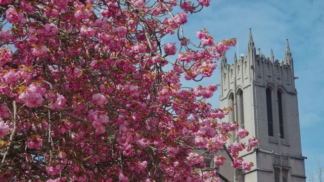 Cherry Blossoms Blooming at University of Washington
