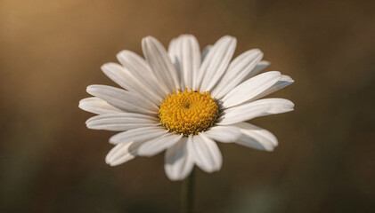 Fototapeta premium Vibrant single white flower with delicate petals and bright yellow center, bathed in soft, warm sunlight, set against a gently blurred garden background