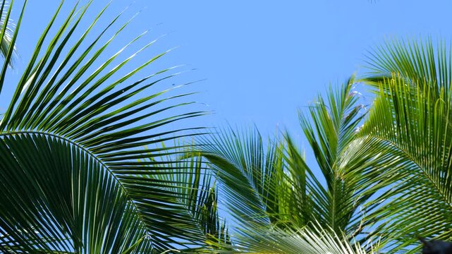 CLOSE UP: Bright tropical palm canopy spreads beneath a clear blue sky in the exotic Mentawai Islands, Indonesia. Overlapping foliage and vivid greens in pristine nature of a remote tropical island.
