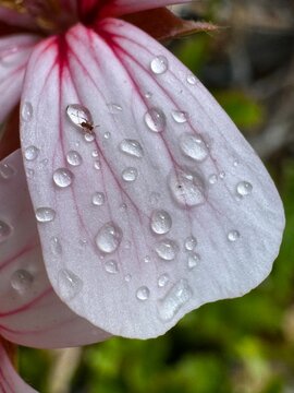 natura