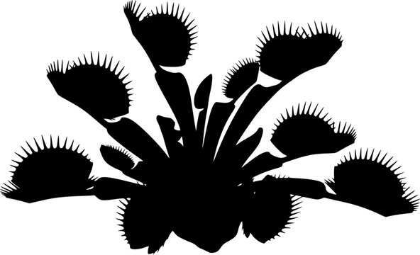 Black silhouette of a Venus flytrap plant with multiple heads isolated on white background
