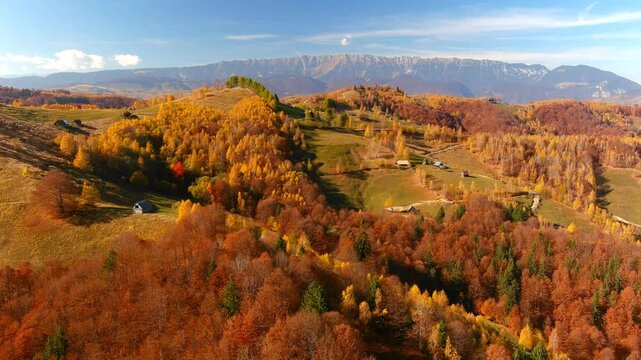 Aerial view of vibrant autumn foliage covering rolling hills with distant mountain peaks under a clear blue sky in Bran, Brasov, Romania.