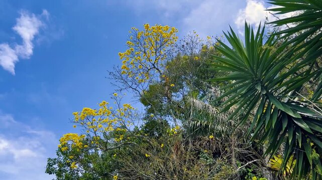 A guayacan tree in bloom with yellow flowers against a blue sky