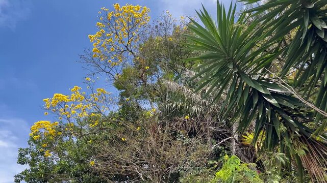 A guayacan tree in bloom with yellow flowers against a blue sky
