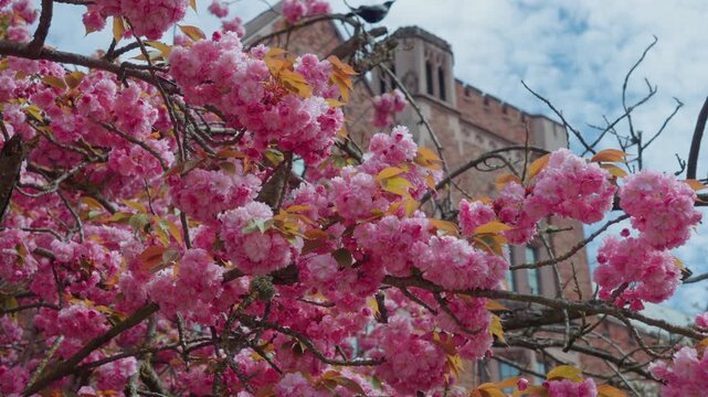 Cherry Blossoms Blooming in Seattle, Washington