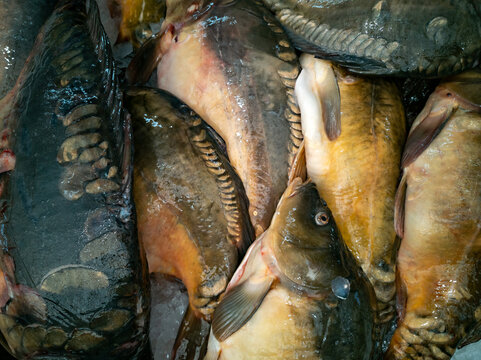 Fresh carp on fish market