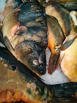 Fresh carp on fish market