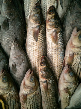 Fresh seawater fish market