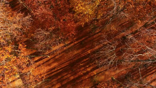 Aerial view of a dense autumn forest with vibrant orange and red foliage and long shadows cast across the ground in Bran, Brasov, Romania.