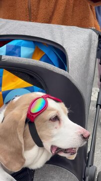 Vertical view of two adorable basset hounds sharing a ride in a stroller on the boardwalk