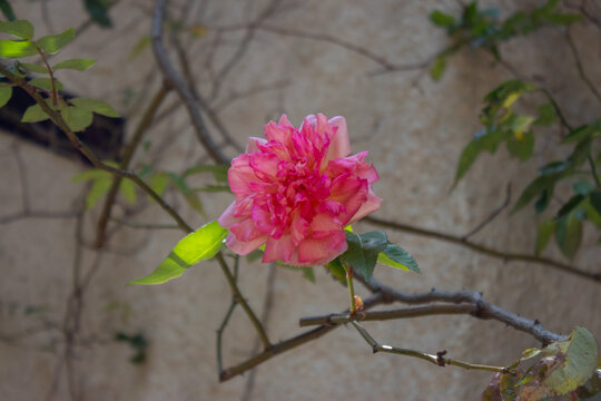 Rosa rosada en un rosedal