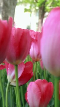 red tulips in the garden