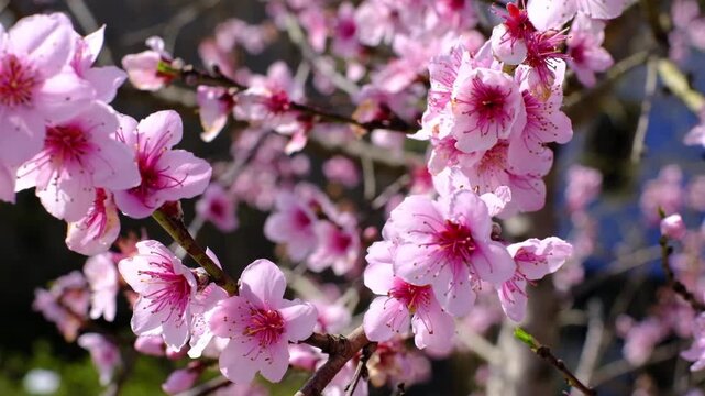 Close-up of beautiful pink cherry blossoms or peach flowers blooming on a branch in early spring.