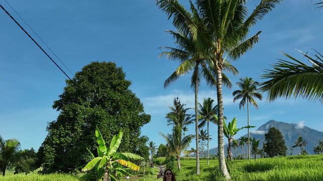 Aerial view of lush palm trees, vibrant green rice fields, and a distant volcano under a clear blue sky Kawah Ijen, East Java, Indonesia.