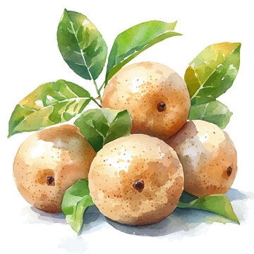 Longan, soft and charming watercolor, isolated on a white background, delicate and elegant style.