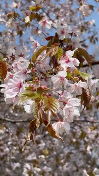 Orbit shot of fresh cherry blossoms in April
