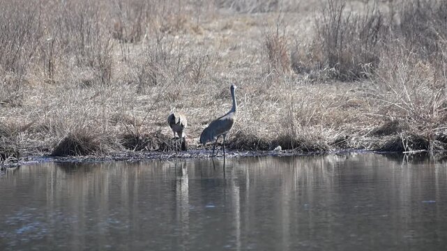 Two Sandhill Cranes in the Pond