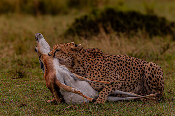 Cheetah hunting and killing a Thomson’s gazelle in Masai Mara, Kenya © UggeTheExplorer