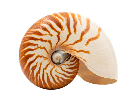 Nautilus shell half in cross section showing the internal chambers.