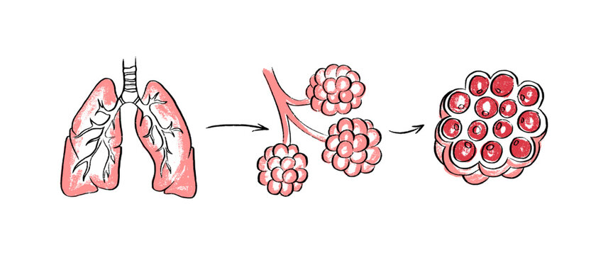 Cells structure sketch